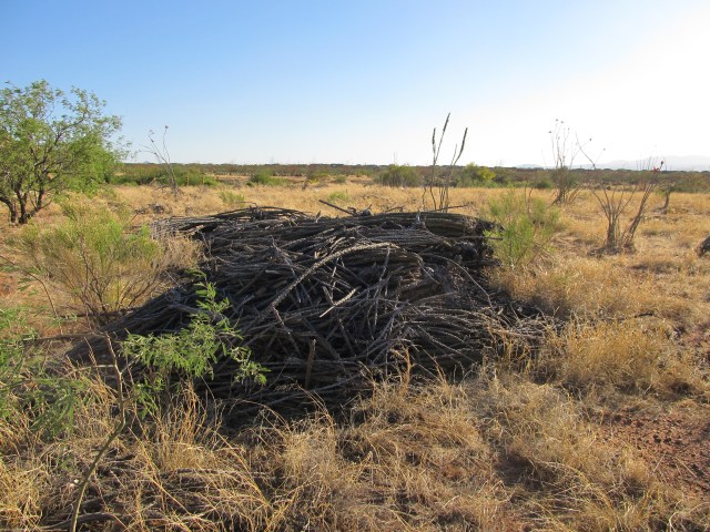 Dead ocotillo at the transplant site