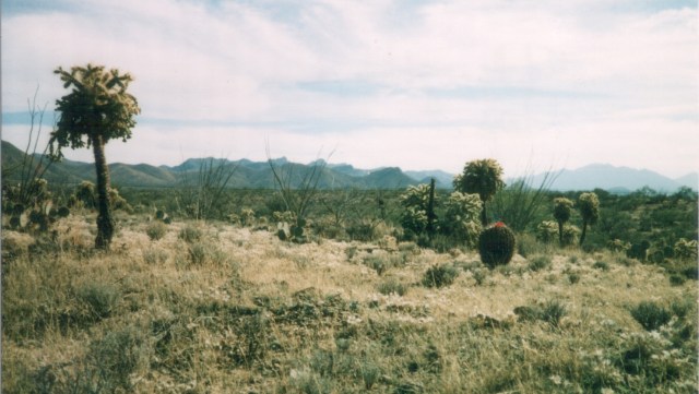 Looks like a Fishhook Barrel Cactus tagged on Unit 5